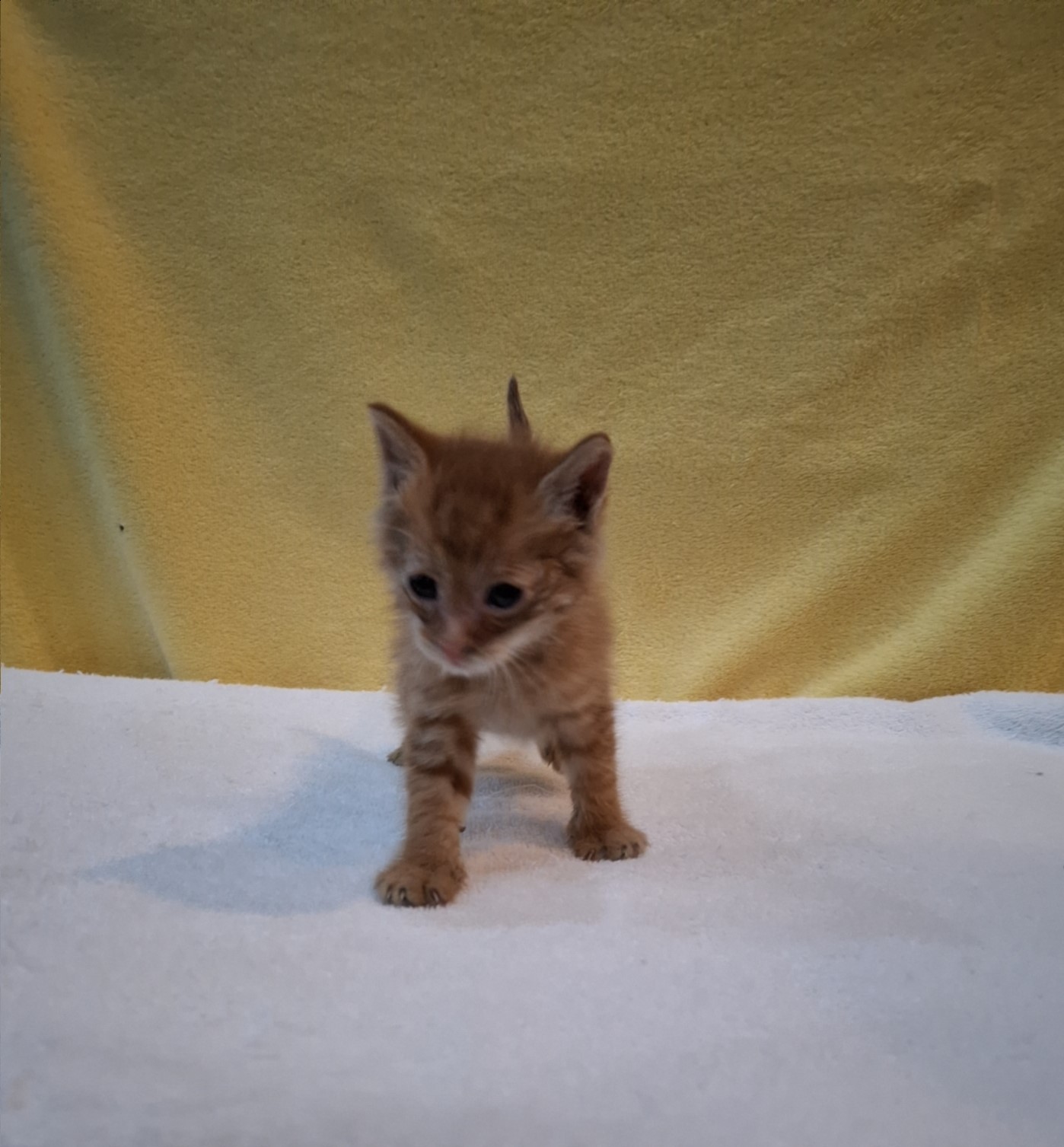 군산유기동물보호센터_445467202502061